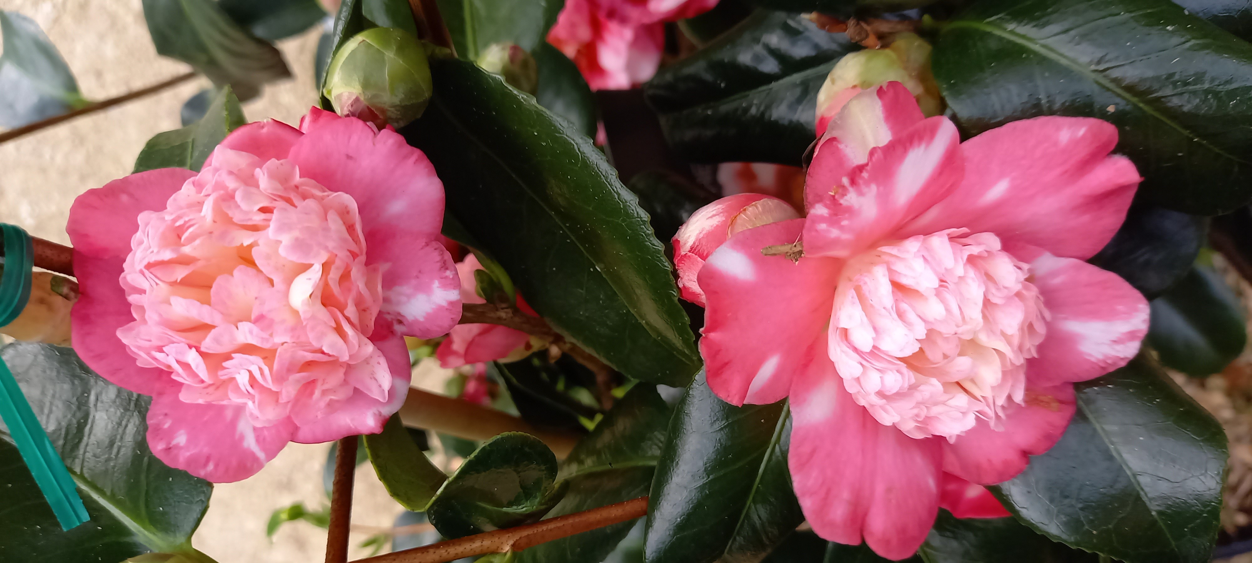 Camellia japonica 'Baby Sis Pink'