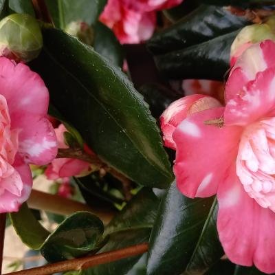 Camellia japonica 'Baby Sis Pink'