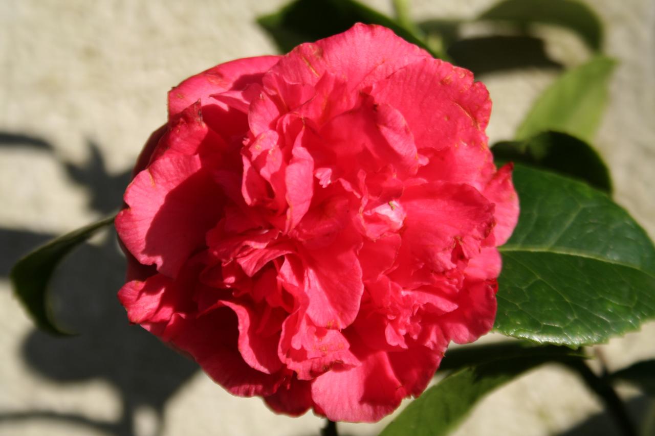 Camellia japonica 'Beni Daikagura'