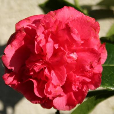 Camellia japonica 'Beni Daikagura'