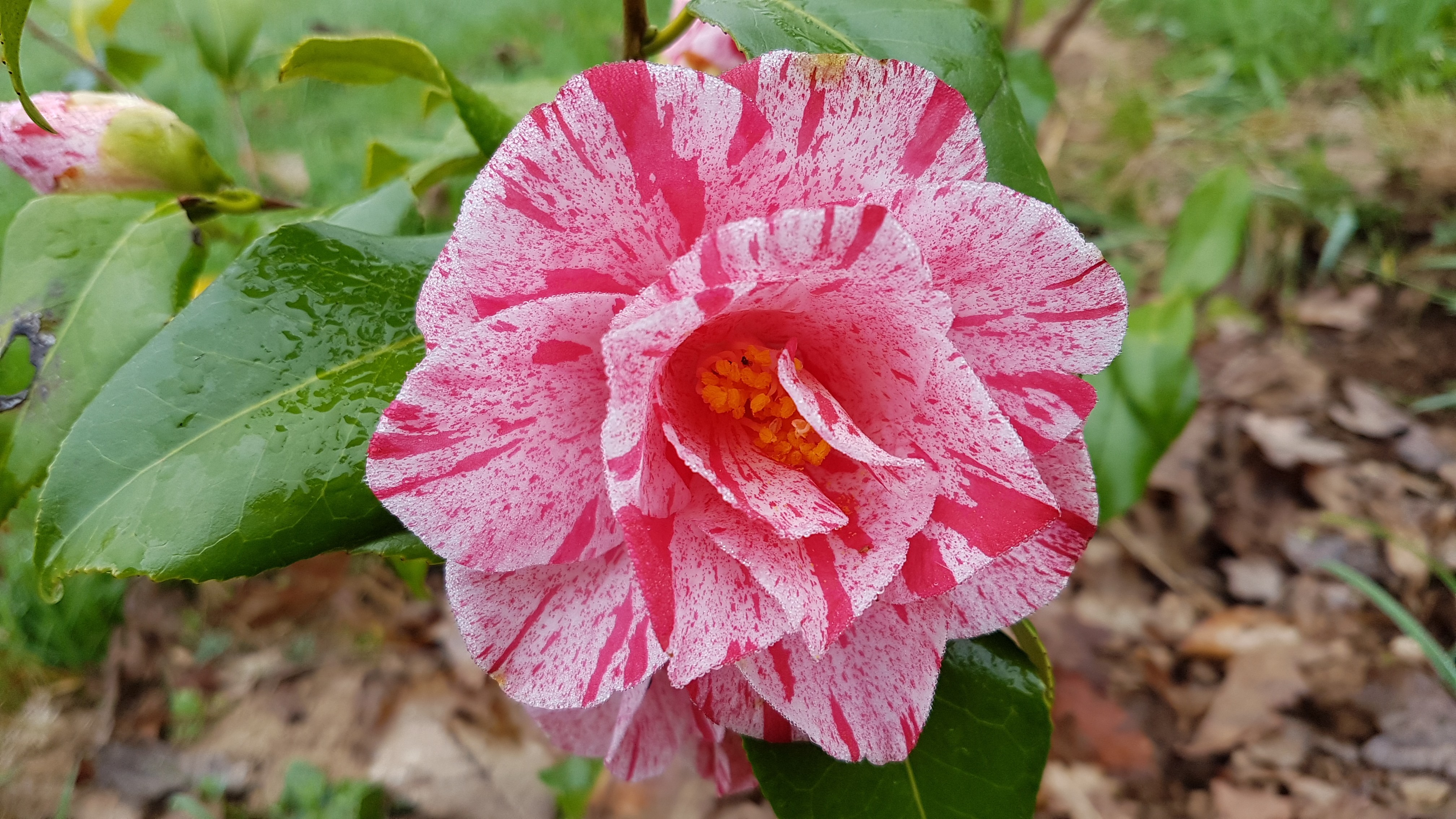 Camellia japonica 'Betty Foy Sanders'