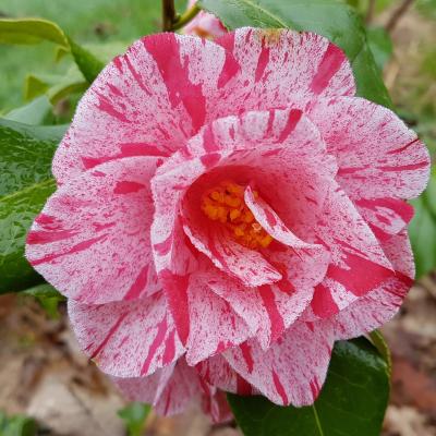 Camellia japonica 'Betty Foy Sanders'