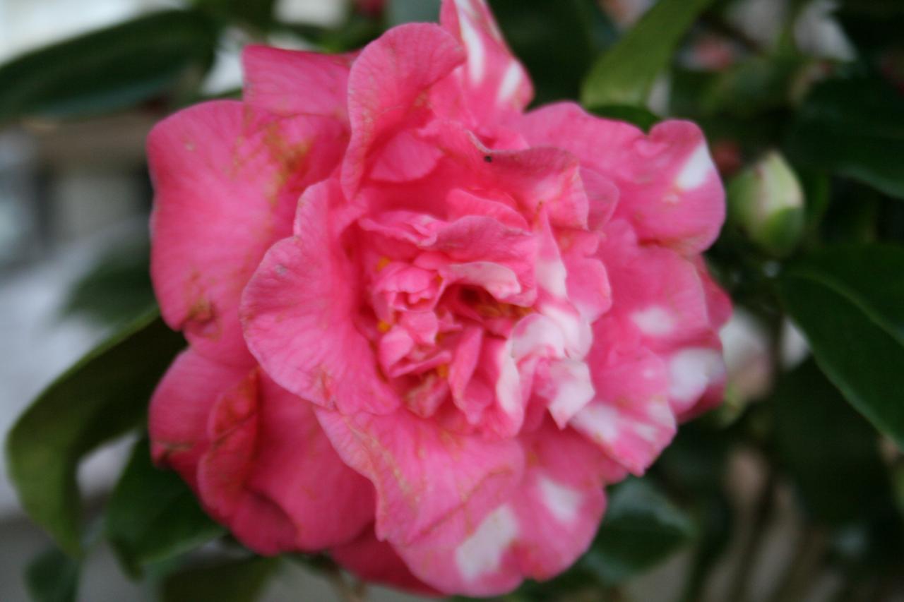 Camellia japonica 'Betty'