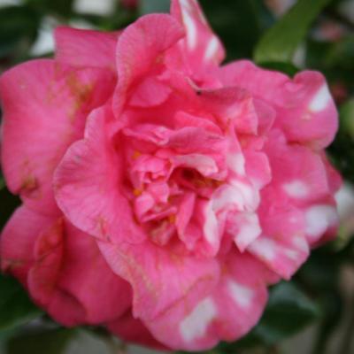 Camellia japonica 'Betty'