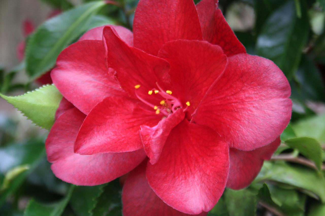 Camellia japonica 'Black Magic'