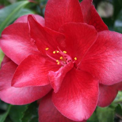 Camellia japonica 'Black Magic'