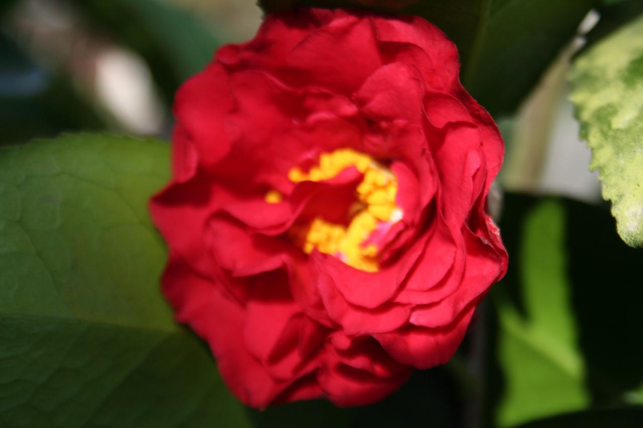 Camellia japonica 'Blaze of Glory'