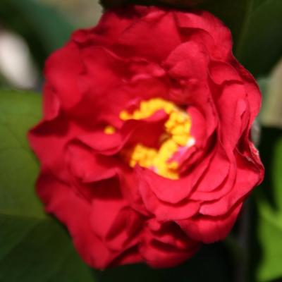 Camellia japonica 'Blaze of Glory'