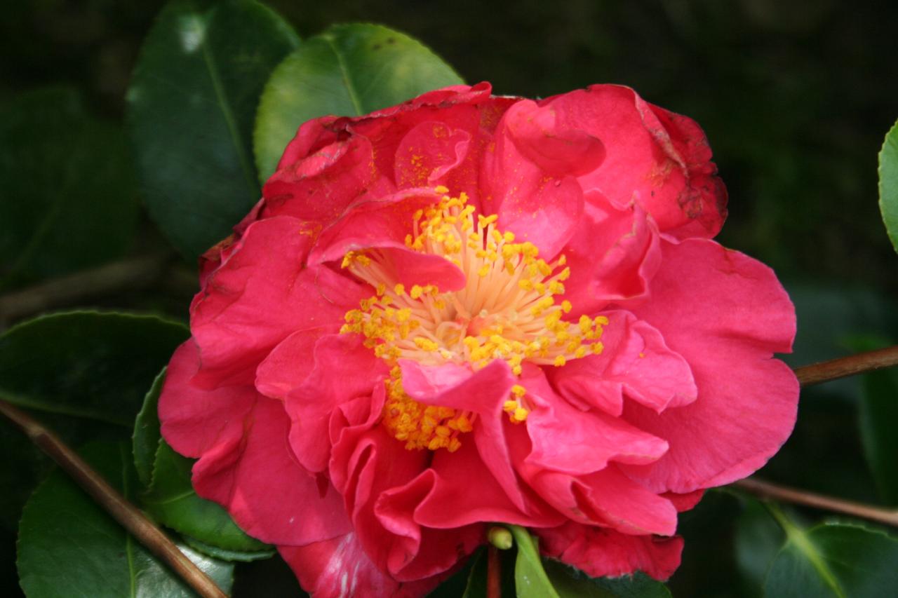 Camellia japonica 'Blood of China'