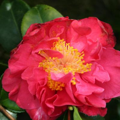 Camellia japonica 'Blood of China'