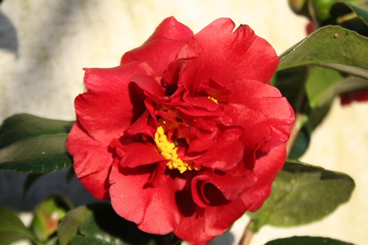 Camellia japonica 'Bob Hope'