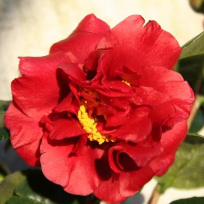 Camellia japonica 'Bob Hope'-5-