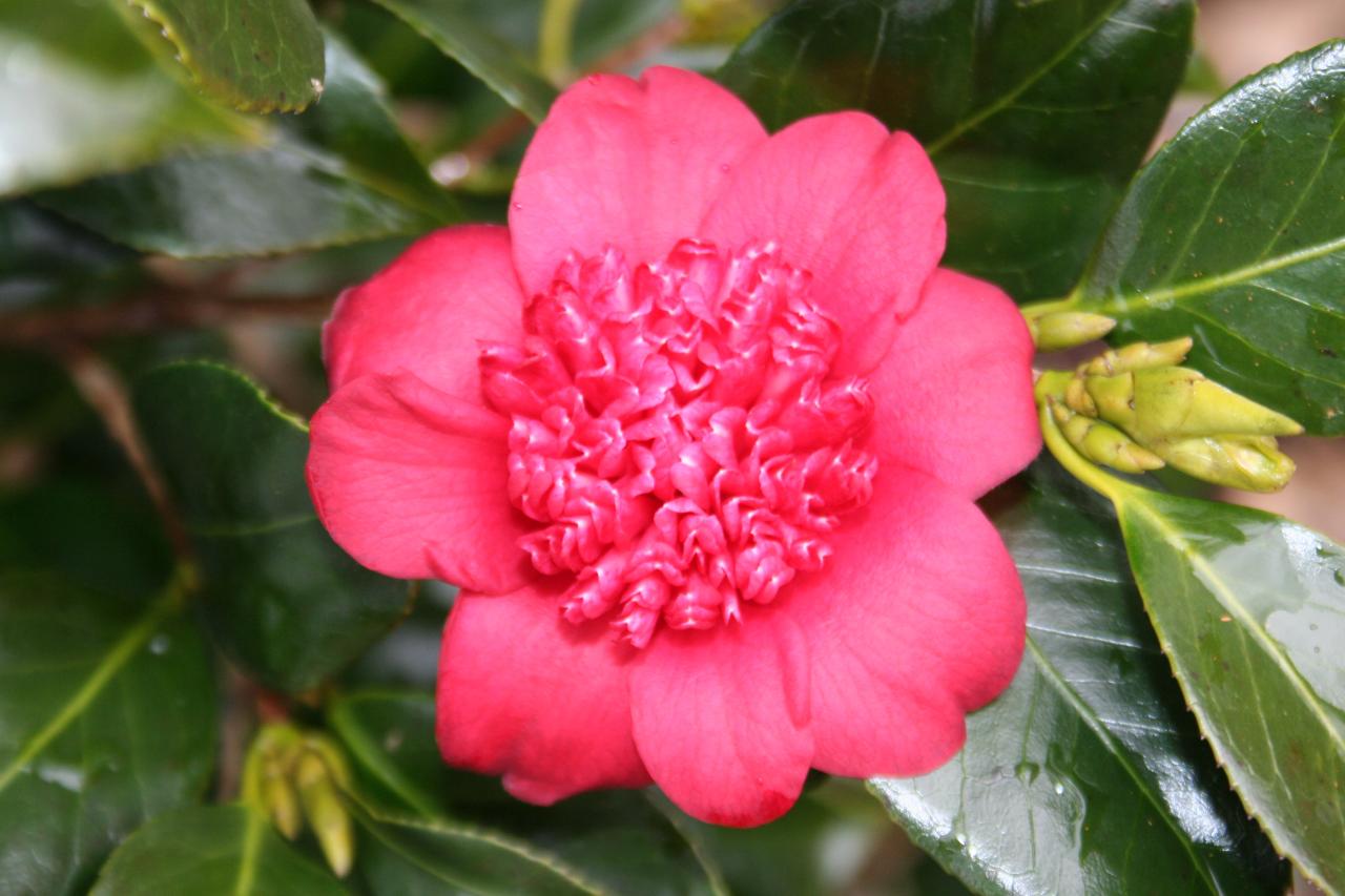 Camellia japonica 'Bob's Tinsie'