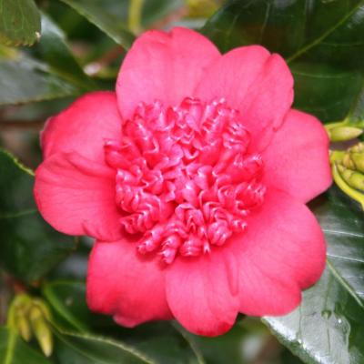 Camellia japonica 'Bob's Tinsie'