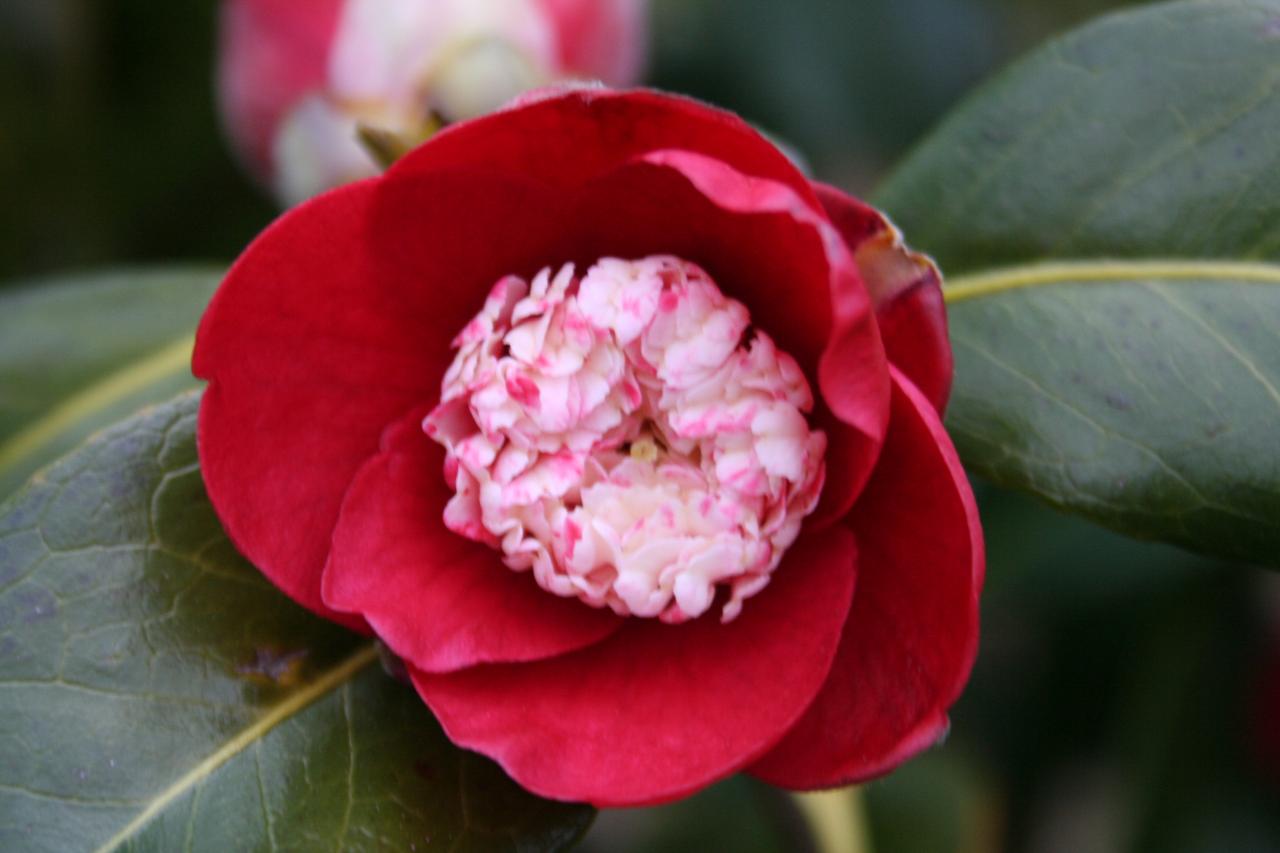 Camellia japonica 'Bokuhan'