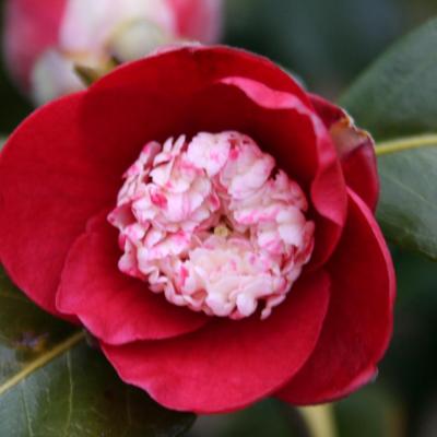 Camellia japonica 'Bokuhan'-8-