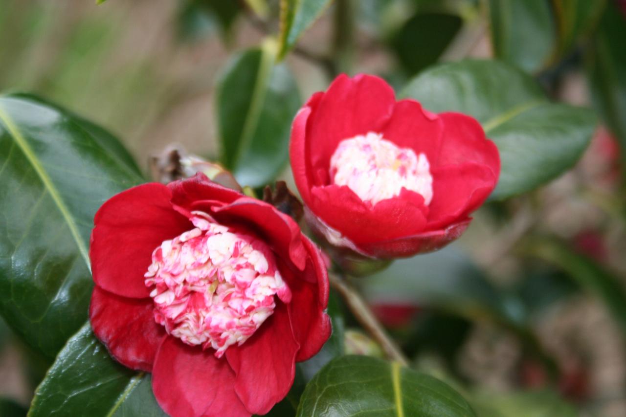 Camellia japonica 'Bokuhan'-9-