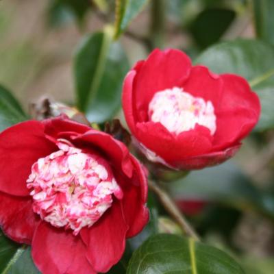 Camellia japonica 'Bokuhan'