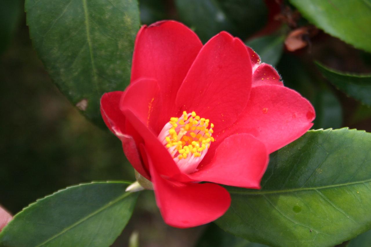 Camellia japonica 'Brocéliande'
