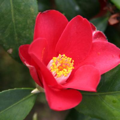 Camellia japonica 'Brocéliande'