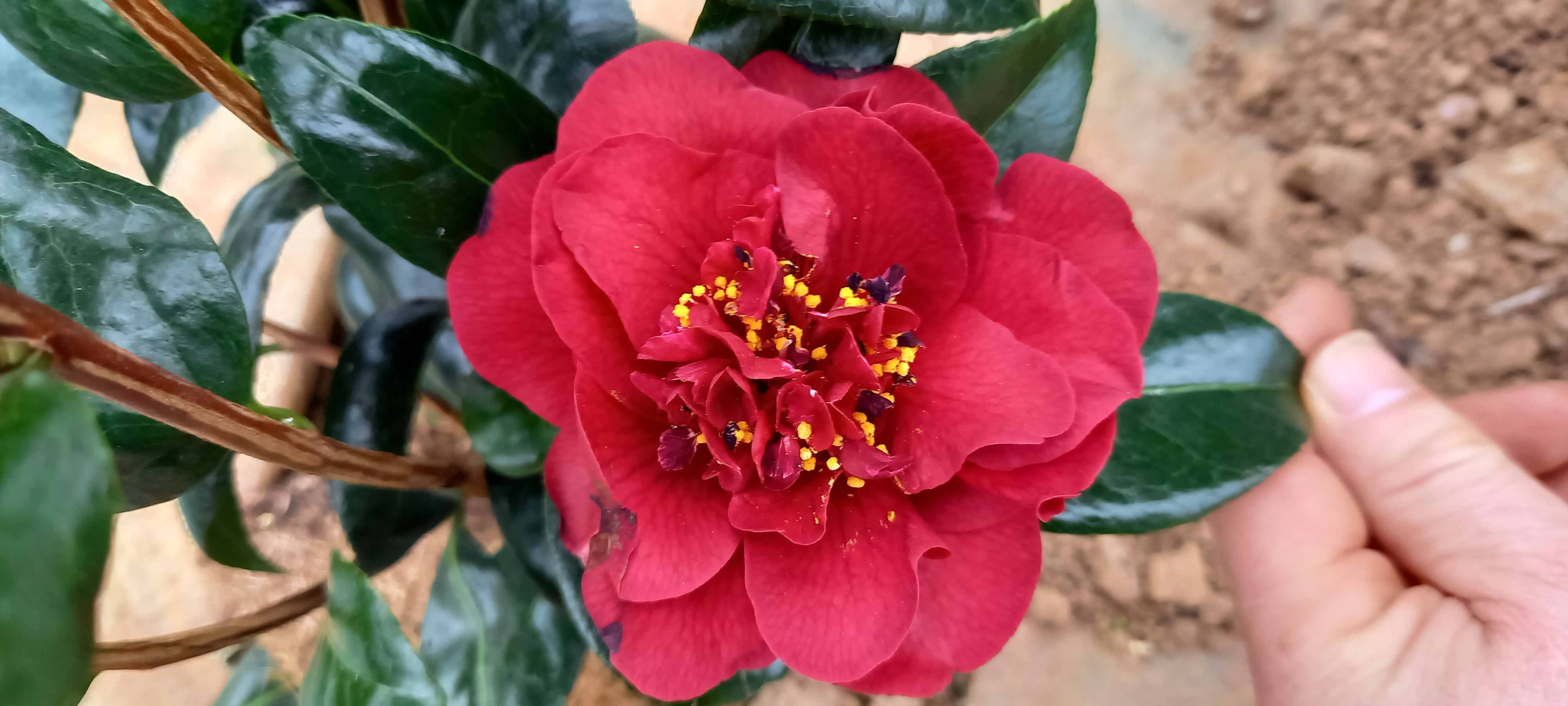 Camellia japonica 'Canterbury'