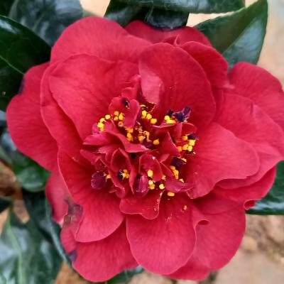 Camellia japonica 'Canterbury'