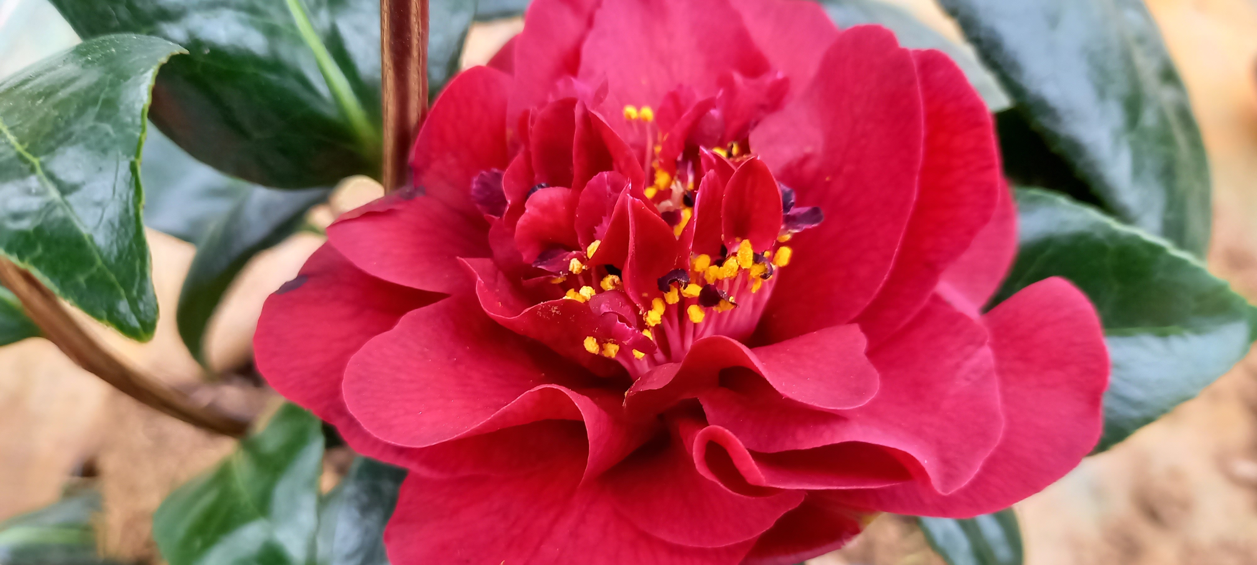 Camellia japonica 'Canterbury'