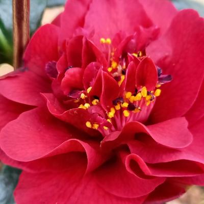 Camellia japonica 'Canterbury'