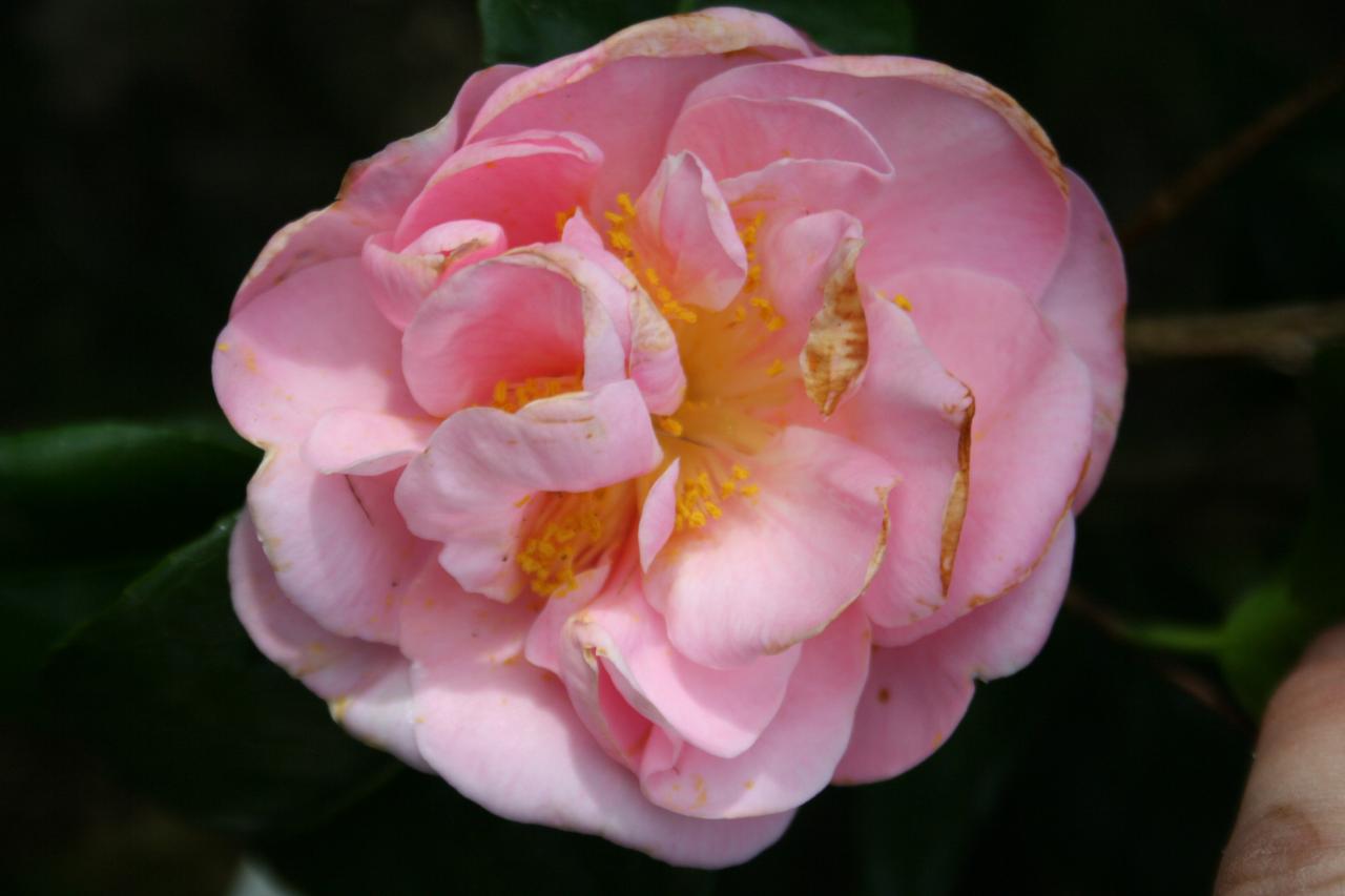 Camellia japonica 'Cara Mia'