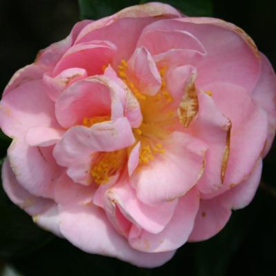 Camellia japonica 'Cara Mia'