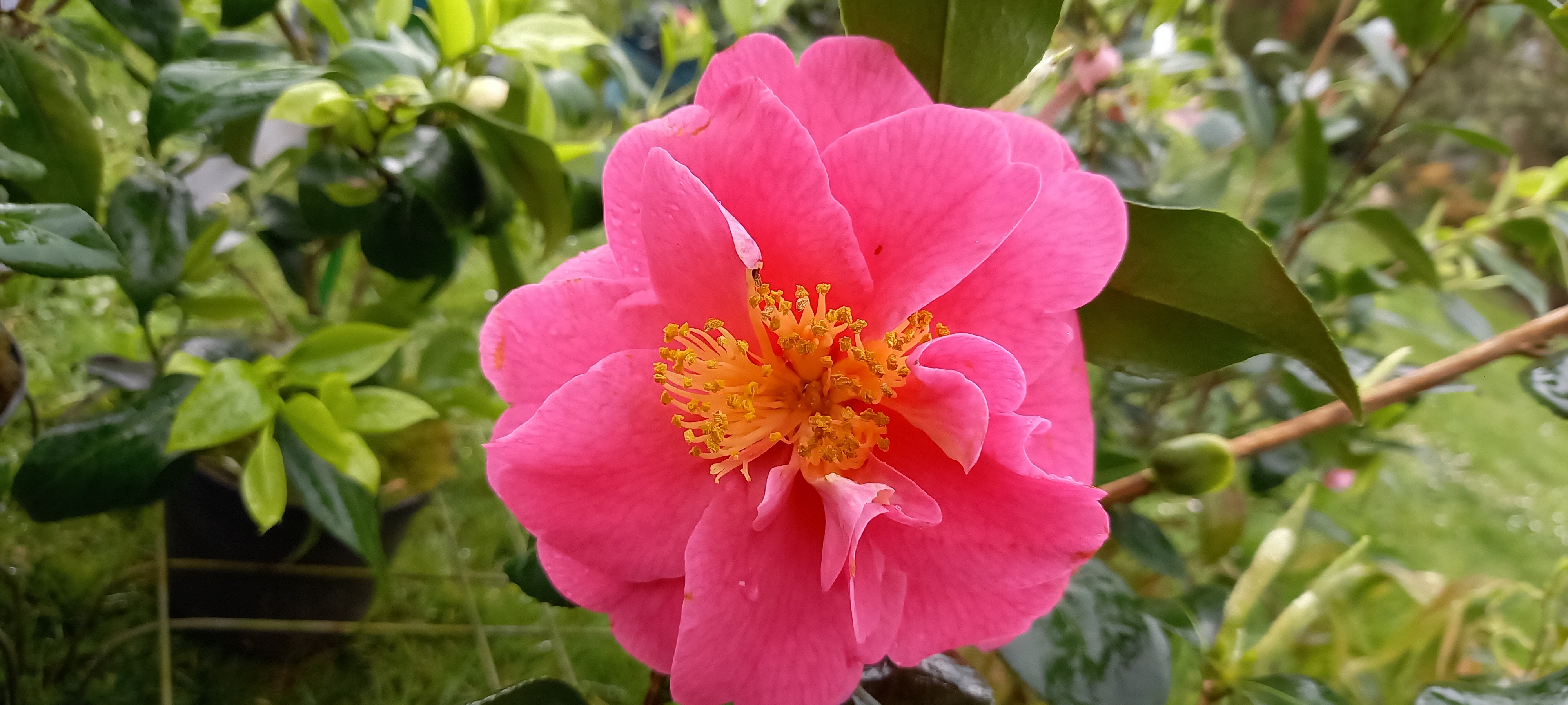 Camellia japonica 'Carquefou'