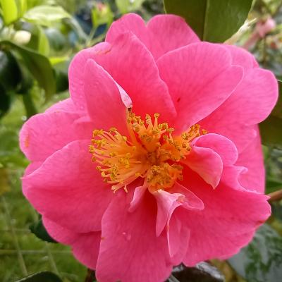 Camellia japonica 'Carquefou'