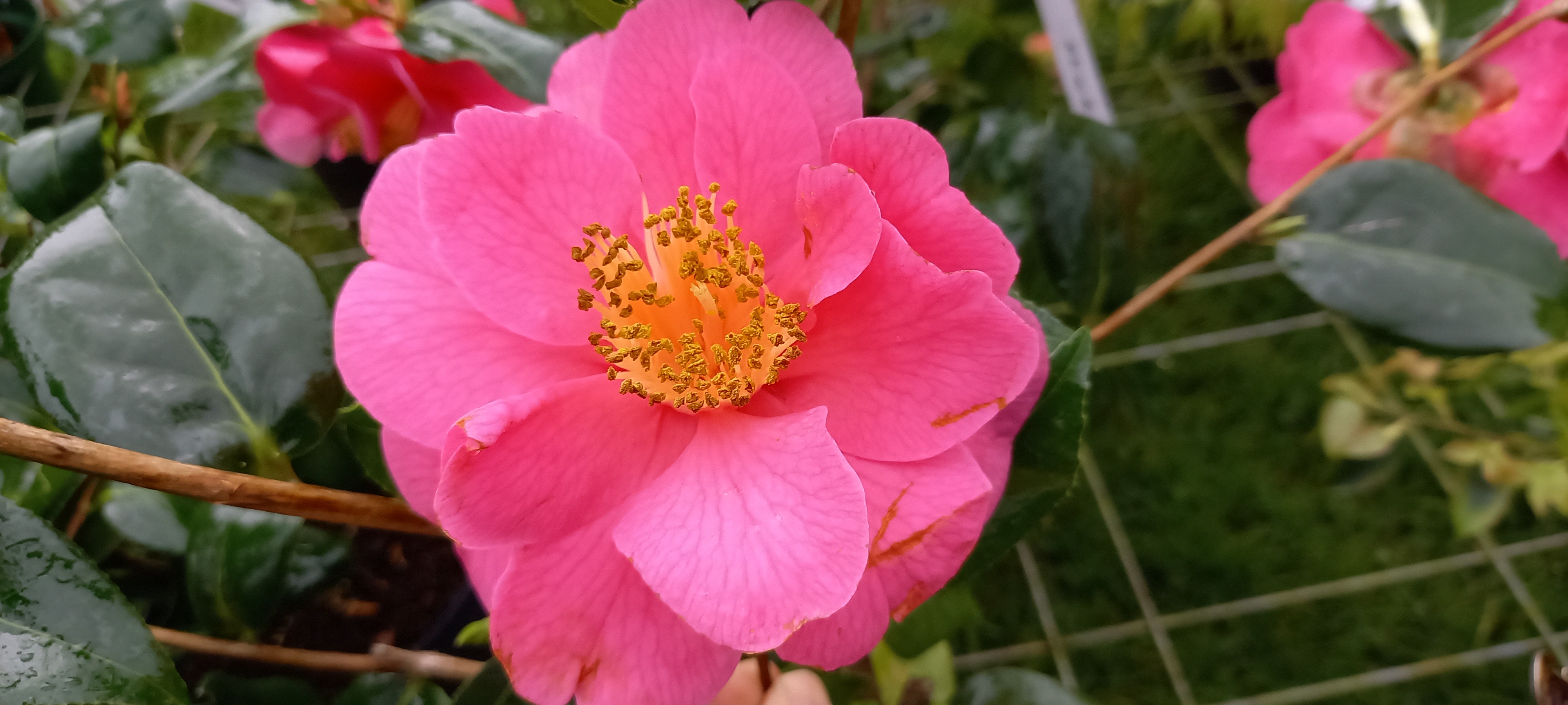 Camellia japonica 'Carquefou'