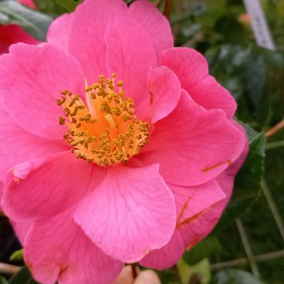 Camellia japonica 'Carquefou'