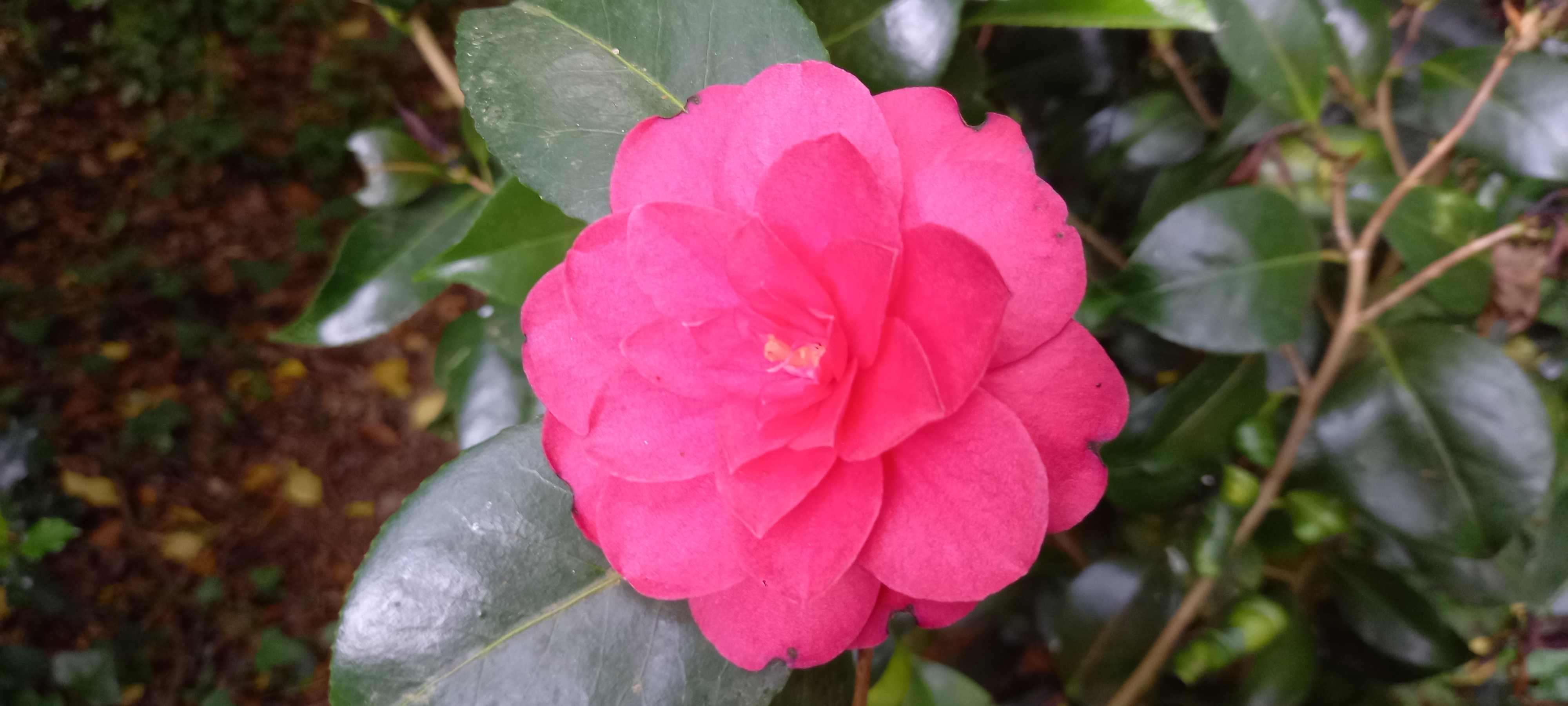 Camellia japonica 'Cereixa de Tollo'