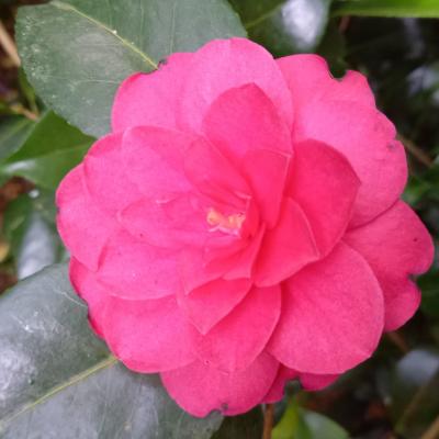 Camellia japonica 'Cereixa de Tollo'
