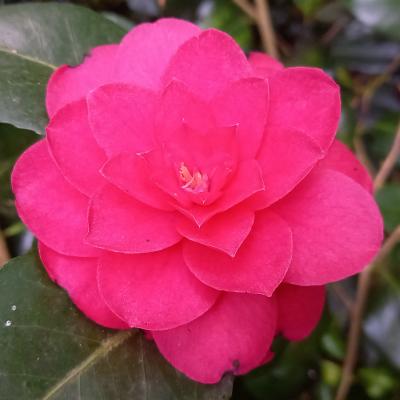 Camellia japonica 'Cereixa de Tollo'