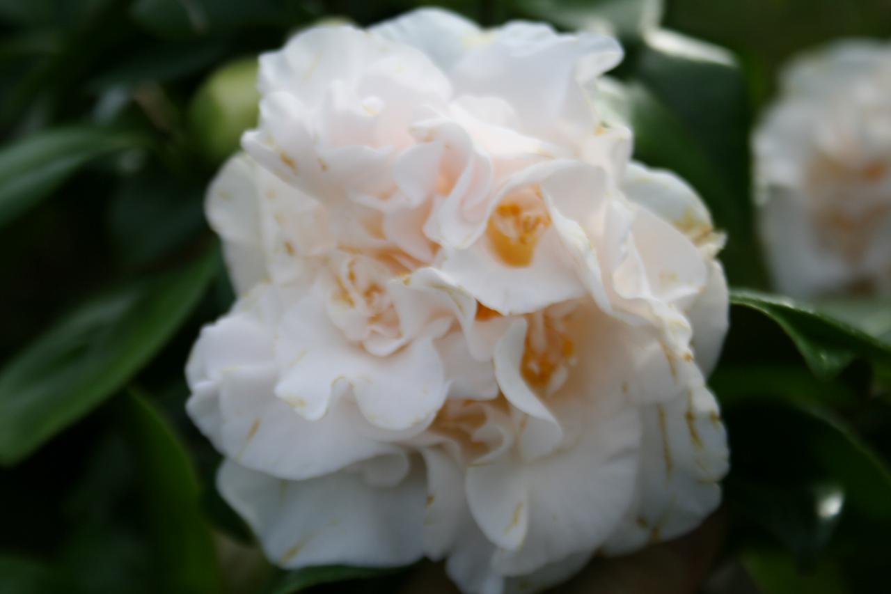 Camellia japonica 'Chouchou'