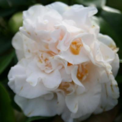 Camellia japonica 'Chouchou'