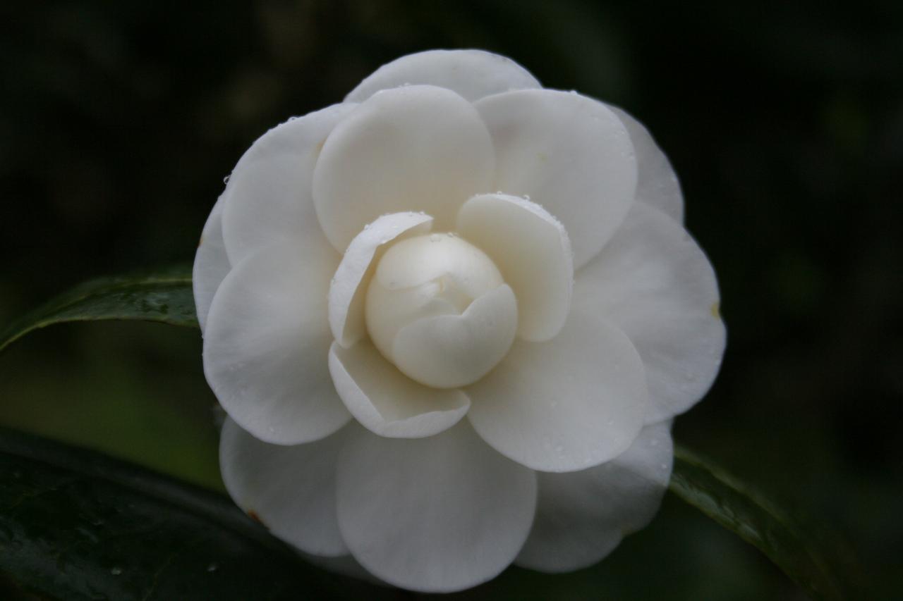 Camellia japonica 'Compacta Alba'