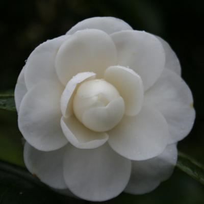 Camellia japonica 'Compacta Alba'