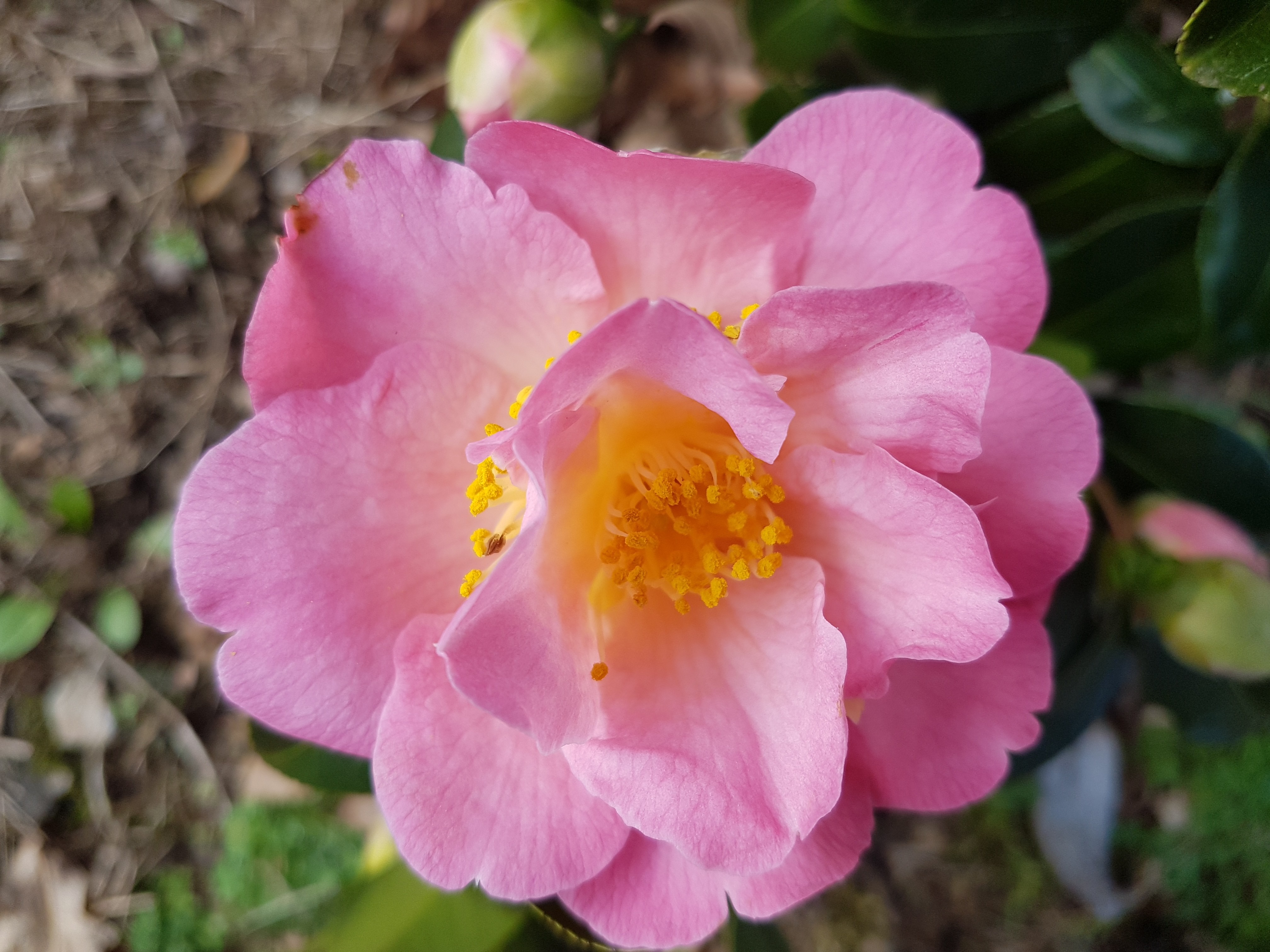 Camellia japonica 'Demi-Tasse'