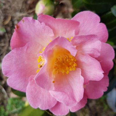 Camellia japonica 'Demi-Tasse'