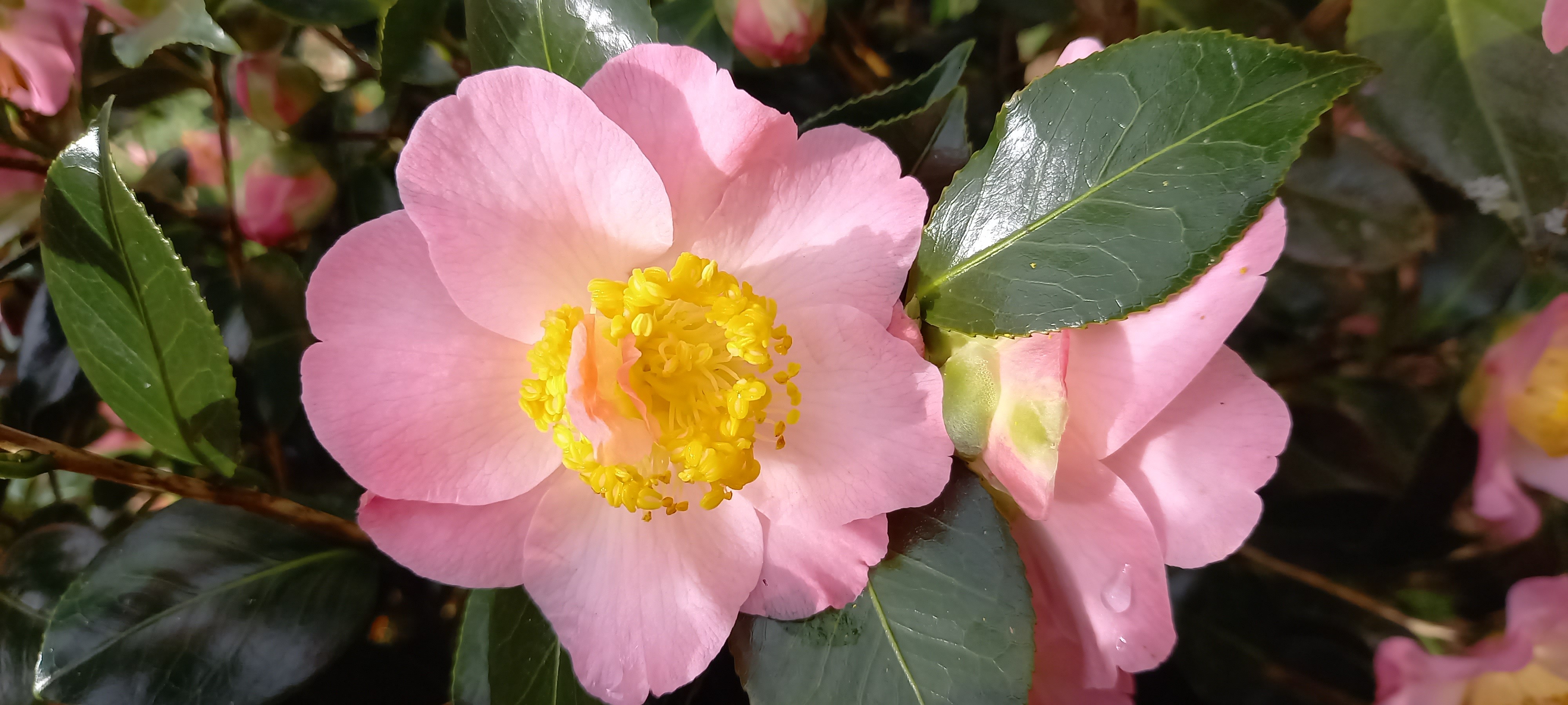 Camellia japonica 'Demi-Tasse'