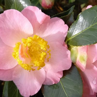 Camellia japonica 'Demi-Tasse'