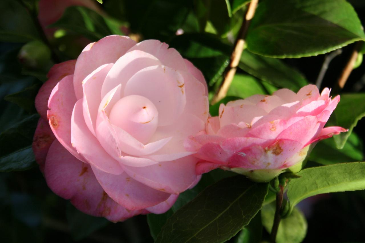 Camellia japonica 'Desire'