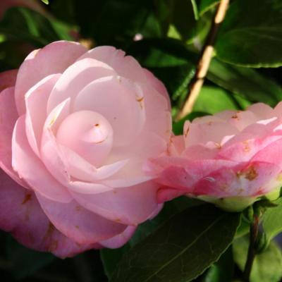 Camellia japonica 'Desire'-2-