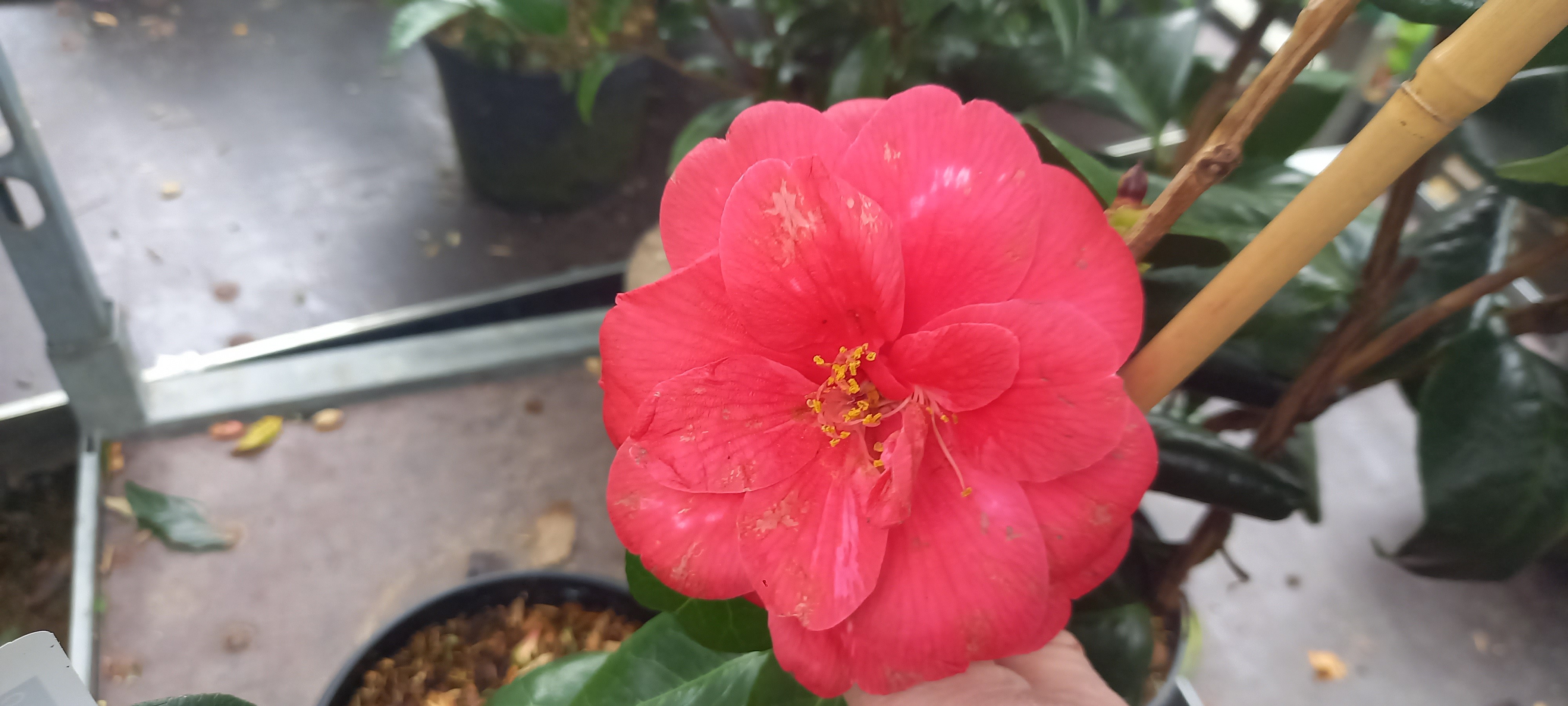 Camellia japonica 'Donckelaeri' (Masayoshi)