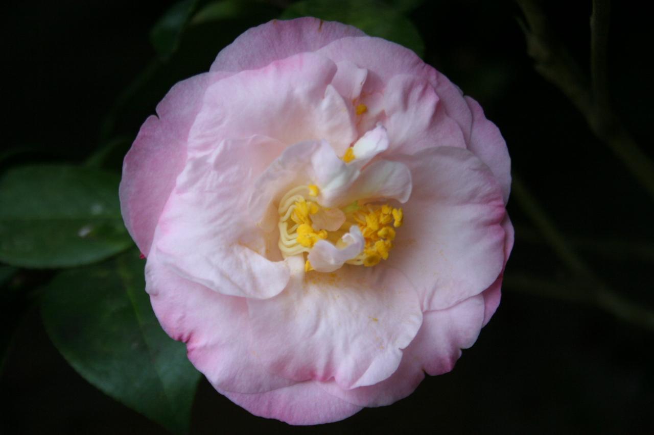 Camellia japonica 'Dr Tinsley'