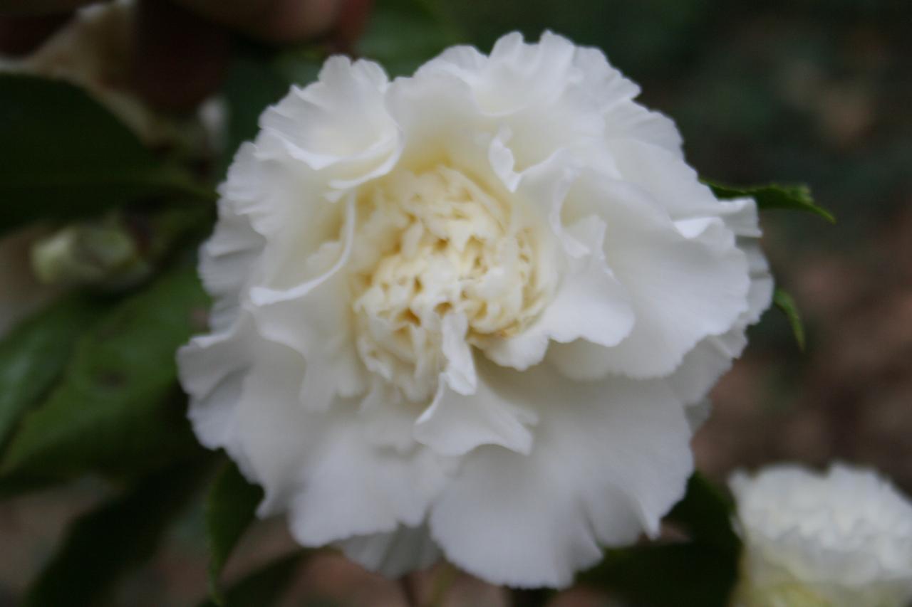 Camellia japonica 'Elegans Champagne'-4-